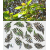 ROS51 70x47 naklejka na okno wzory roślinne - paprocie